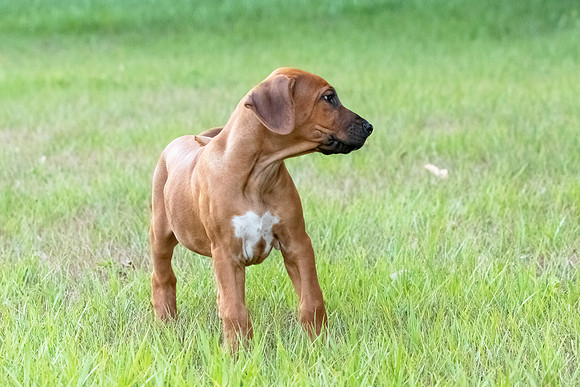 2024Puppies-30