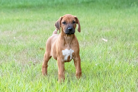2024Puppies-28