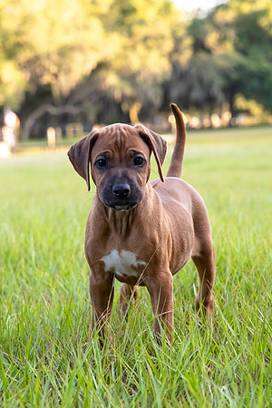 2024Puppies-5