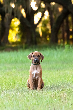 2024Puppies-102