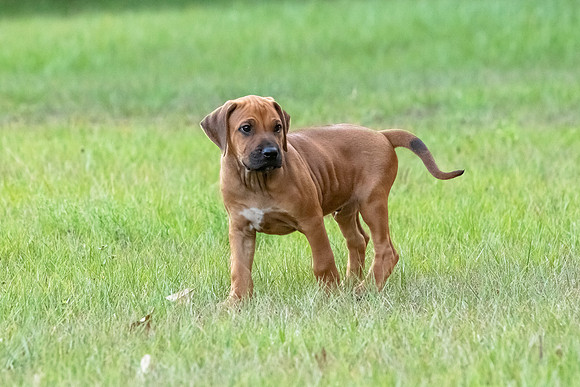 2024Puppies-77