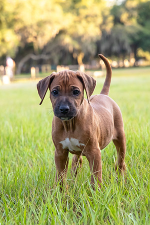2024Puppies-4