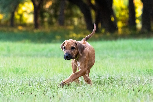 2024Puppies-148