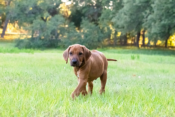 2024Puppies-130