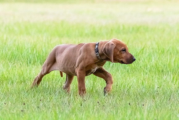 2024Puppies-160