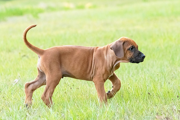 2024Puppies-65