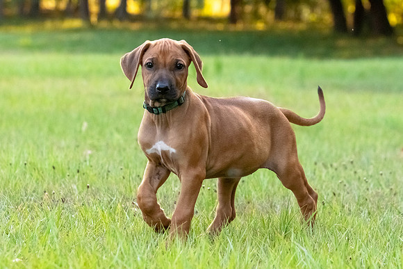 2024Puppies-108