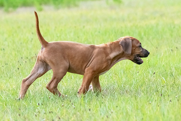 2024Puppies-37