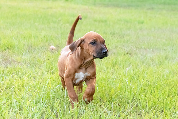 2024Puppies-3