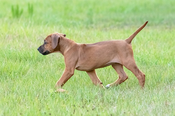 2024Puppies-33