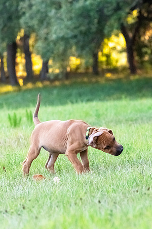 2024Puppies-135