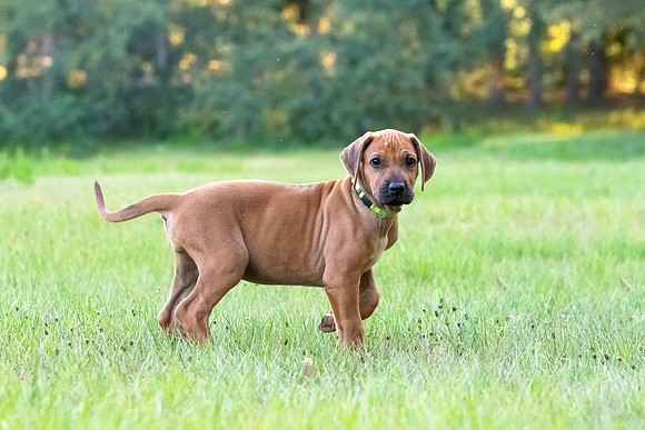 2024Puppies-143