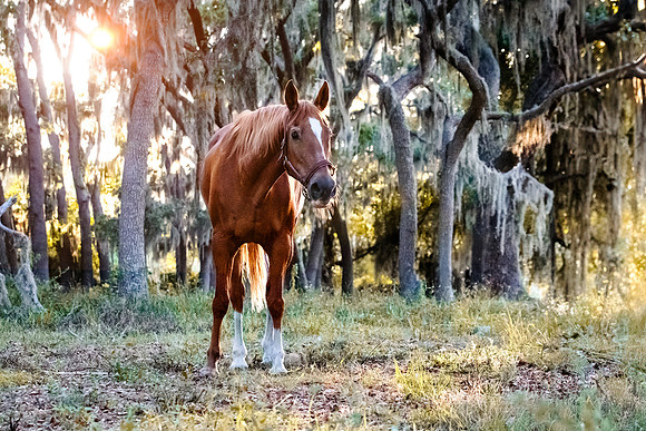 2024Flicka-6