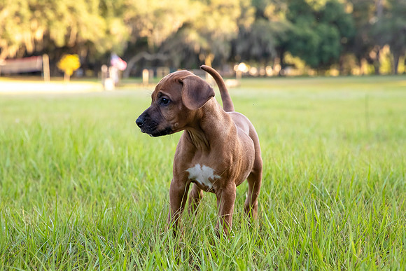 2024Puppies-6