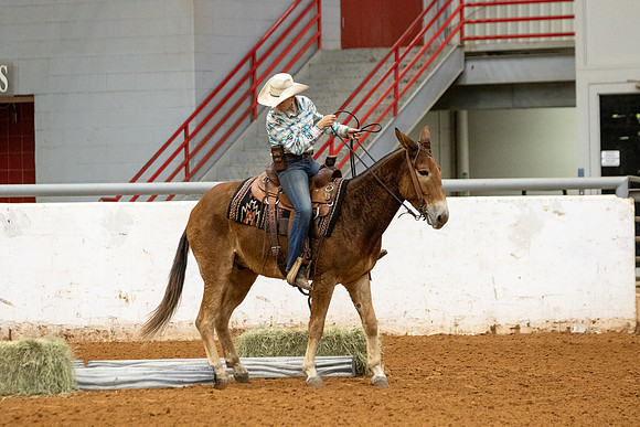 Mule&FuturityR2-3
