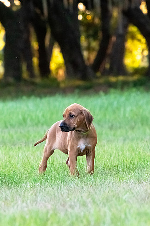 2024Puppies-133