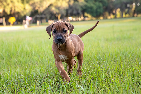 2024Puppies-9