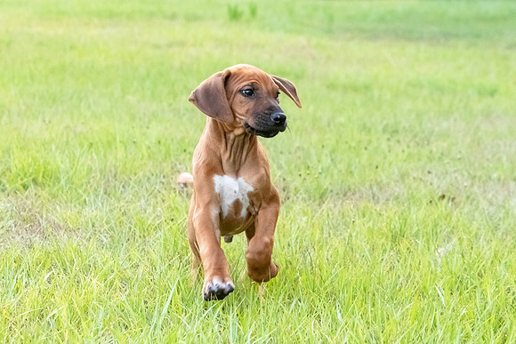 2024Puppies-2