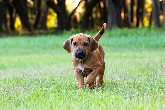 2024Puppies-152