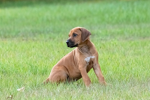 2024Puppies-76