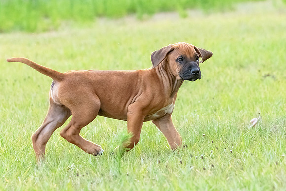 2024Puppies-52