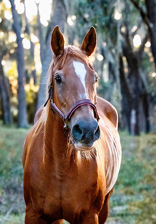 2024Flicka-7