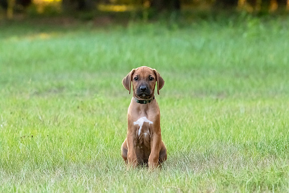 2024Puppies-98