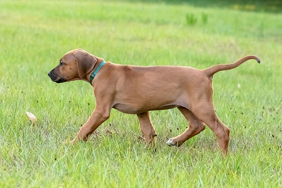 2024Puppies-116