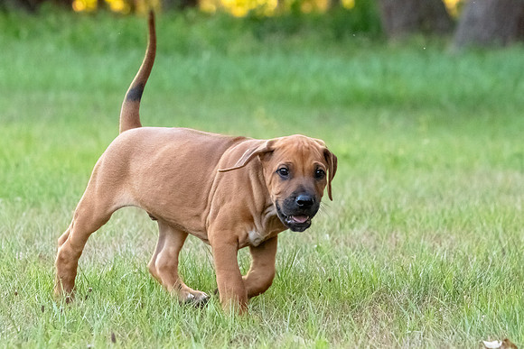 2024Puppies-84