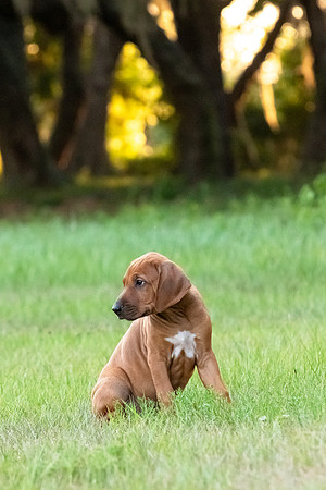 2024Puppies-119