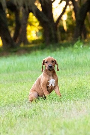 2024Puppies-118