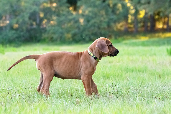 2024Puppies-145