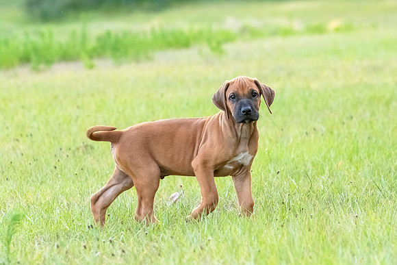 2024Puppies-57