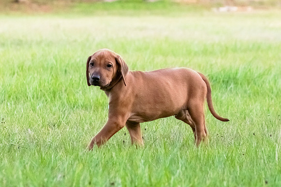 2024Puppies-157