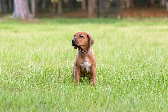 2024Puppies-156