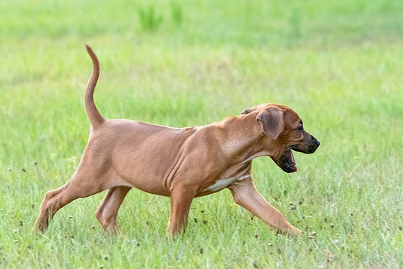 2024Puppies-36