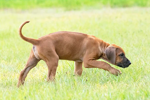 2024Puppies-46