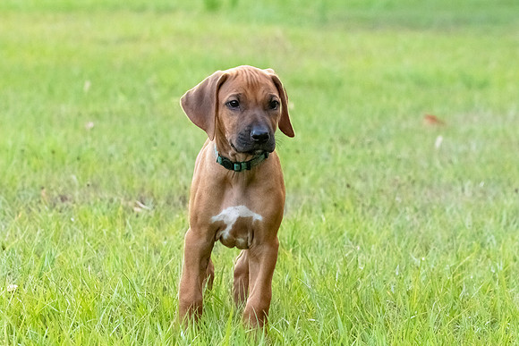 2024Puppies-113