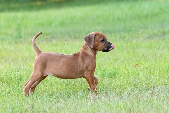 2024Puppies-40