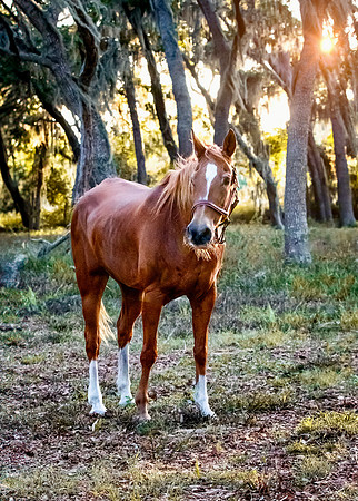 2024Flicka-4