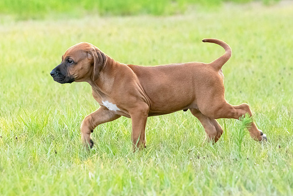 2024Puppies-51