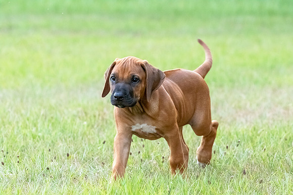 2024Puppies-69