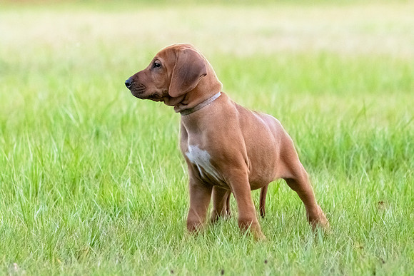 2024Puppies-159