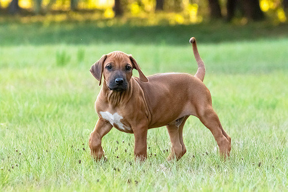 2024Puppies-16