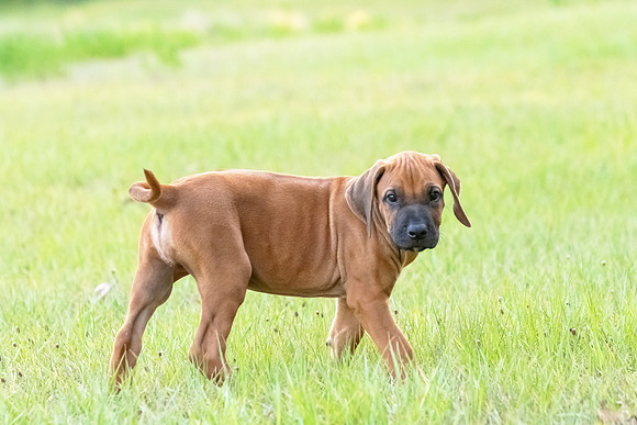 2024Puppies-64