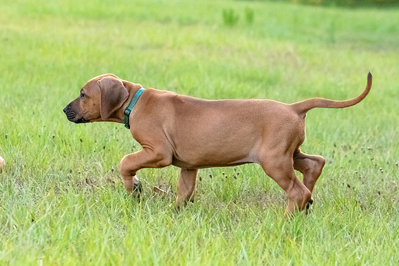 2024Puppies-115