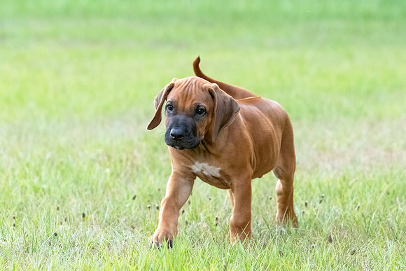 2024Puppies-68