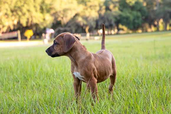 2024Puppies-7
