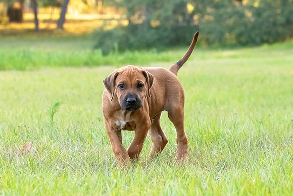 2024Puppies-91