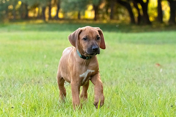 2024Puppies-110